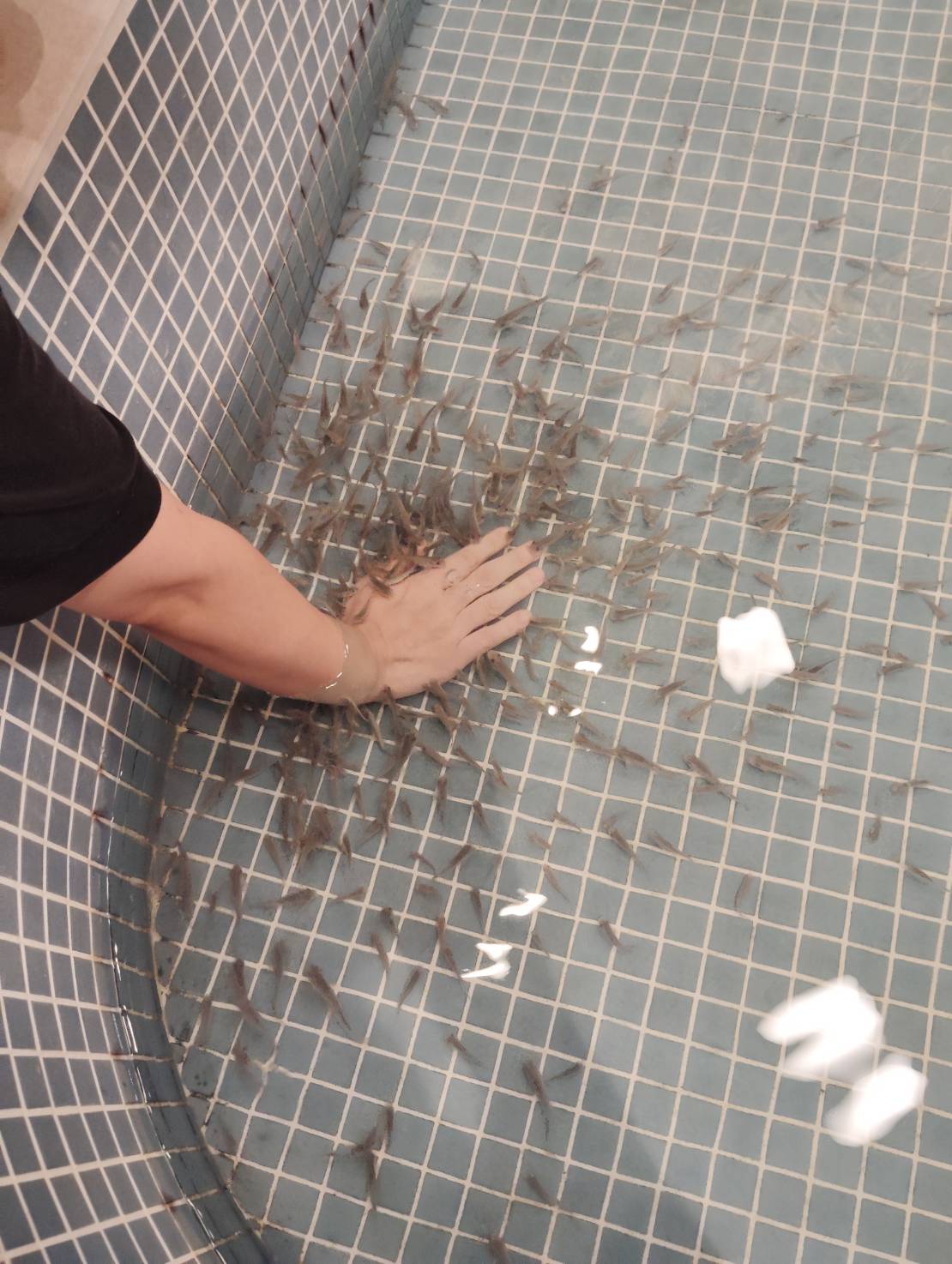 🐟✨ドクターフィッシュが500匹仲間入りしました！癒しと楽しさを同時に体験🌿
